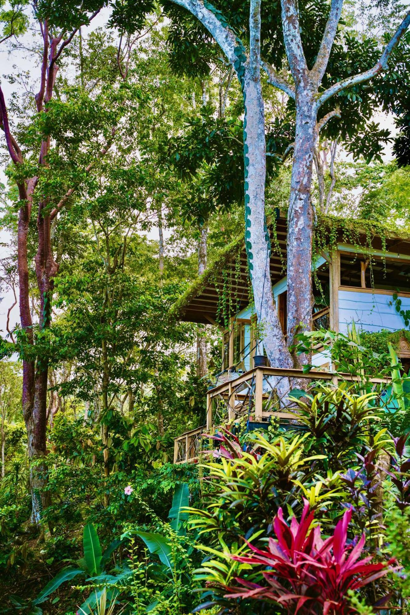 Vila Jungle Spirit Treehouse Cahuita Exteriér fotografie