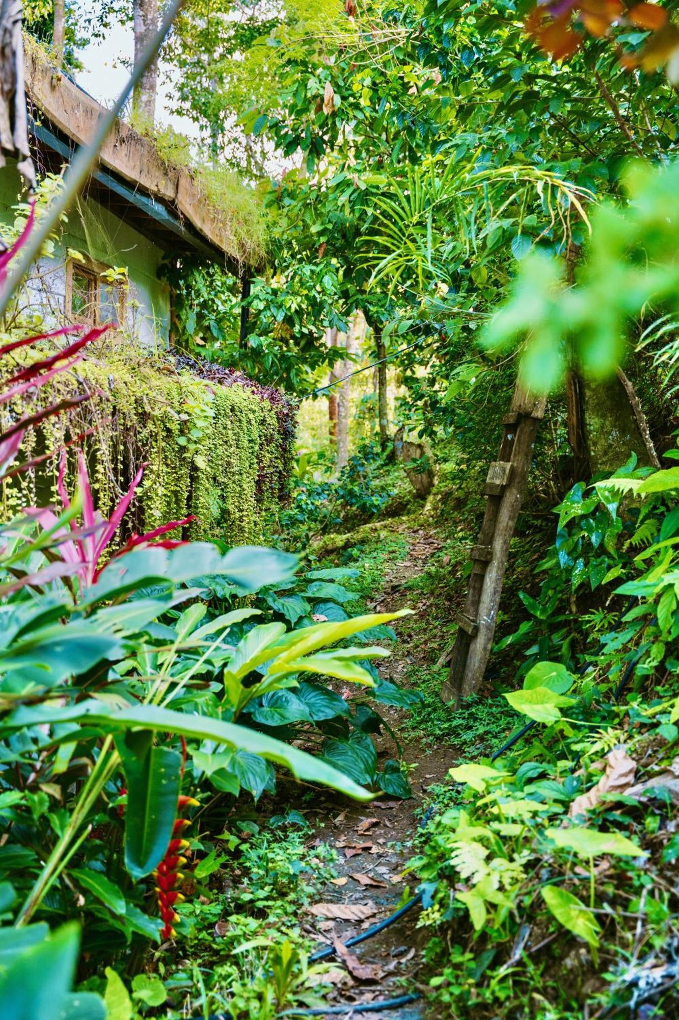 Vila Jungle Spirit Treehouse Cahuita Exteriér fotografie